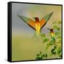 European Bee-Eater (Merops Apiaster) Outdoor-mirceab-Framed Stretched Canvas