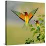 European Bee-Eater (Merops Apiaster) Outdoor-mirceab-Stretched Canvas