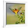 European Bee-Eater (Merops Apiaster) Outdoor-mirceab-Framed Photographic Print