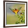 European Bee-Eater (Merops Apiaster) Outdoor-mirceab-Framed Photographic Print