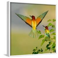 European Bee-Eater (Merops Apiaster) Outdoor-mirceab-Framed Photographic Print