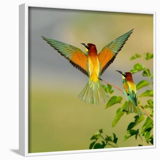 European Bee-Eater (Merops Apiaster) Outdoor-mirceab-Framed Photographic Print