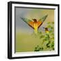 European Bee-Eater (Merops Apiaster) Outdoor-mirceab-Framed Photographic Print