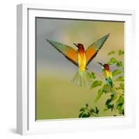 European Bee-Eater (Merops Apiaster) Outdoor-mirceab-Framed Photographic Print