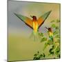 European Bee-Eater (Merops Apiaster) Outdoor-mirceab-Mounted Photographic Print