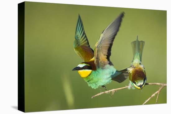 European Bee-Eater (Merops Apiaster) Pair in Courtship Display, Bulgaria, May 2008-Nill-Stretched Canvas