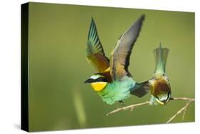 European Bee-Eater (Merops Apiaster) Pair in Courtship Display, Bulgaria, May 2008-Nill-Stretched Canvas