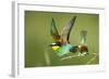 European Bee-Eater (Merops Apiaster) Pair in Courtship Display, Bulgaria, May 2008-Nill-Framed Photographic Print