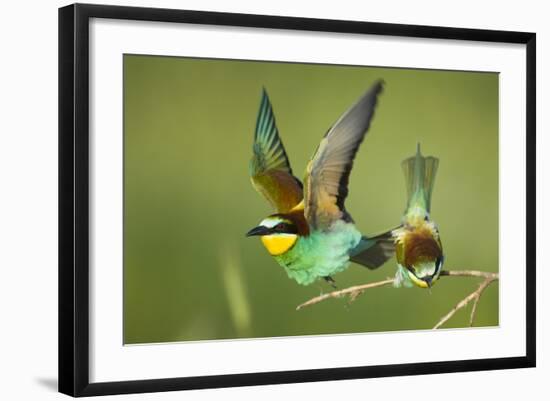 European Bee-Eater (Merops Apiaster) Pair in Courtship Display, Bulgaria, May 2008-Nill-Framed Photographic Print