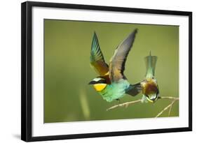 European Bee-Eater (Merops Apiaster) Pair in Courtship Display, Bulgaria, May 2008-Nill-Framed Photographic Print