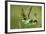 European Bee-Eater (Merops Apiaster) Pair in Courtship Display, Bulgaria, May 2008-Nill-Framed Photographic Print