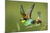 European Bee-Eater (Merops Apiaster) Pair in Courtship Display, Bulgaria, May 2008-Nill-Mounted Photographic Print