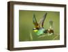 European Bee-Eater (Merops Apiaster) Pair in Courtship Display, Bulgaria, May 2008-Nill-Framed Photographic Print