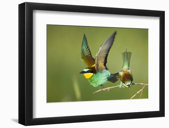 European Bee-Eater (Merops Apiaster) Pair in Courtship Display, Bulgaria, May 2008-Nill-Framed Photographic Print