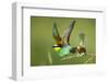 European Bee-Eater (Merops Apiaster) Pair in Courtship Display, Bulgaria, May 2008-Nill-Framed Photographic Print
