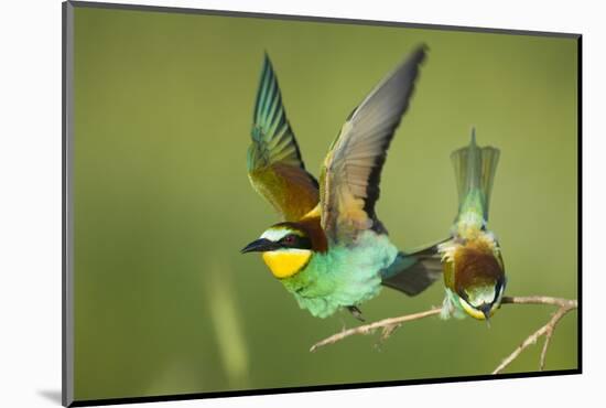 European Bee-Eater (Merops Apiaster) Pair in Courtship Display, Bulgaria, May 2008-Nill-Mounted Photographic Print