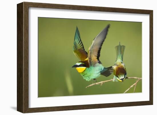 European Bee-Eater (Merops Apiaster) Pair in Courtship Display, Bulgaria, May 2008-Nill-Framed Photographic Print