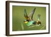 European Bee-Eater (Merops Apiaster) Pair in Courtship Display, Bulgaria, May 2008-Nill-Framed Photographic Print