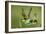 European Bee-Eater (Merops Apiaster) Pair in Courtship Display, Bulgaria, May 2008-Nill-Framed Photographic Print