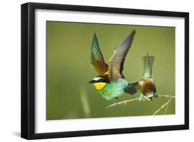 European Bee-Eater (Merops Apiaster) Pair in Courtship Display, Bulgaria, May 2008-Nill-Framed Photographic Print