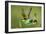 European Bee-Eater (Merops Apiaster) Pair in Courtship Display, Bulgaria, May 2008-Nill-Framed Photographic Print