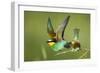 European Bee-Eater (Merops Apiaster) Pair in Courtship Display, Bulgaria, May 2008-Nill-Framed Photographic Print