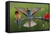 European Bee-Eater (Merops Apiaster) Pair, Male Displaying, Pusztaszer, Hungary, May 2008-Varesvuo-Framed Stretched Canvas