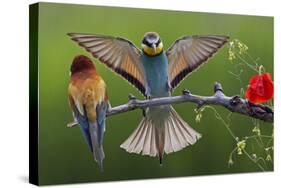European Bee-Eater (Merops Apiaster) Pair, Male Displaying, Pusztaszer, Hungary, May 2008-Varesvuo-Stretched Canvas