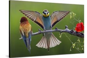 European Bee-Eater (Merops Apiaster) Pair, Male Displaying, Pusztaszer, Hungary, May 2008-Varesvuo-Stretched Canvas