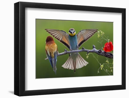 European Bee-Eater (Merops Apiaster) Pair, Male Displaying, Pusztaszer, Hungary, May 2008-Varesvuo-Framed Photographic Print