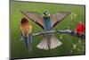 European Bee-Eater (Merops Apiaster) Pair, Male Displaying, Pusztaszer, Hungary, May 2008-Varesvuo-Mounted Photographic Print