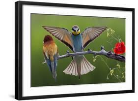 European Bee-Eater (Merops Apiaster) Pair, Male Displaying, Pusztaszer, Hungary, May 2008-Varesvuo-Framed Photographic Print