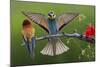 European Bee-Eater (Merops Apiaster) Pair, Male Displaying, Pusztaszer, Hungary, May 2008-Varesvuo-Mounted Photographic Print