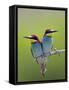 European Bee-Eater (Merops Apiaster) Pair Perched, Pusztaszer, Hungary, May 2008-Varesvuo-Framed Stretched Canvas