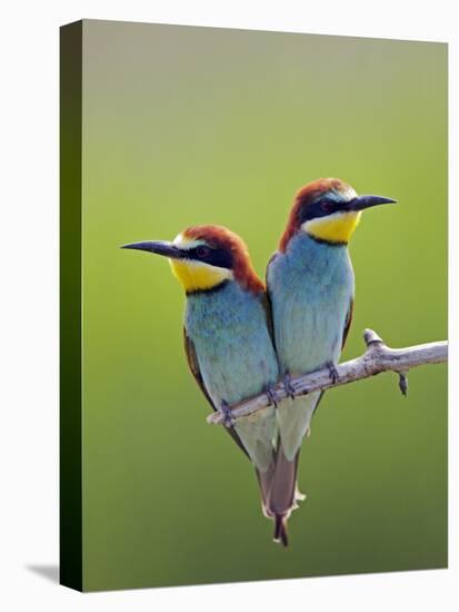 European Bee-Eater (Merops Apiaster) Pair Perched, Pusztaszer, Hungary, May 2008-Varesvuo-Stretched Canvas