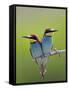 European Bee-Eater (Merops Apiaster) Pair Perched, Pusztaszer, Hungary, May 2008-Varesvuo-Framed Stretched Canvas