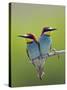 European Bee-Eater (Merops Apiaster) Pair Perched, Pusztaszer, Hungary, May 2008-Varesvuo-Stretched Canvas