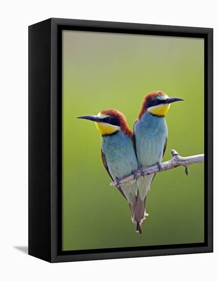 European Bee-Eater (Merops Apiaster) Pair Perched, Pusztaszer, Hungary, May 2008-Varesvuo-Framed Stretched Canvas