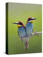 European Bee-Eater (Merops Apiaster) Pair Perched, Pusztaszer, Hungary, May 2008-Varesvuo-Stretched Canvas