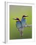 European Bee-Eater (Merops Apiaster) Pair Perched, Pusztaszer, Hungary, May 2008-Varesvuo-Framed Photographic Print