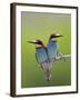 European Bee-Eater (Merops Apiaster) Pair Perched, Pusztaszer, Hungary, May 2008-Varesvuo-Framed Photographic Print