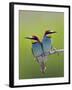 European Bee-Eater (Merops Apiaster) Pair Perched, Pusztaszer, Hungary, May 2008-Varesvuo-Framed Photographic Print