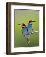 European Bee-Eater (Merops Apiaster) Pair Perched, Pusztaszer, Hungary, May 2008-Varesvuo-Framed Photographic Print