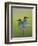 European Bee-Eater (Merops Apiaster) Pair Perched, Pusztaszer, Hungary, May 2008-Varesvuo-Framed Photographic Print