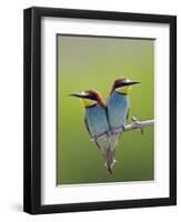 European Bee-Eater (Merops Apiaster) Pair Perched, Pusztaszer, Hungary, May 2008-Varesvuo-Framed Photographic Print