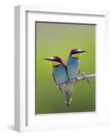 European Bee-Eater (Merops Apiaster) Pair Perched, Pusztaszer, Hungary, May 2008-Varesvuo-Framed Photographic Print