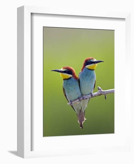 European Bee-Eater (Merops Apiaster) Pair Perched, Pusztaszer, Hungary, May 2008-Varesvuo-Framed Photographic Print