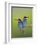 European Bee-Eater (Merops Apiaster) Pair Perched, Pusztaszer, Hungary, May 2008-Varesvuo-Framed Photographic Print