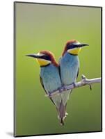 European Bee-Eater (Merops Apiaster) Pair Perched, Pusztaszer, Hungary, May 2008-Varesvuo-Mounted Photographic Print