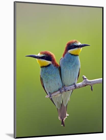 European Bee-Eater (Merops Apiaster) Pair Perched, Pusztaszer, Hungary, May 2008-Varesvuo-Mounted Photographic Print